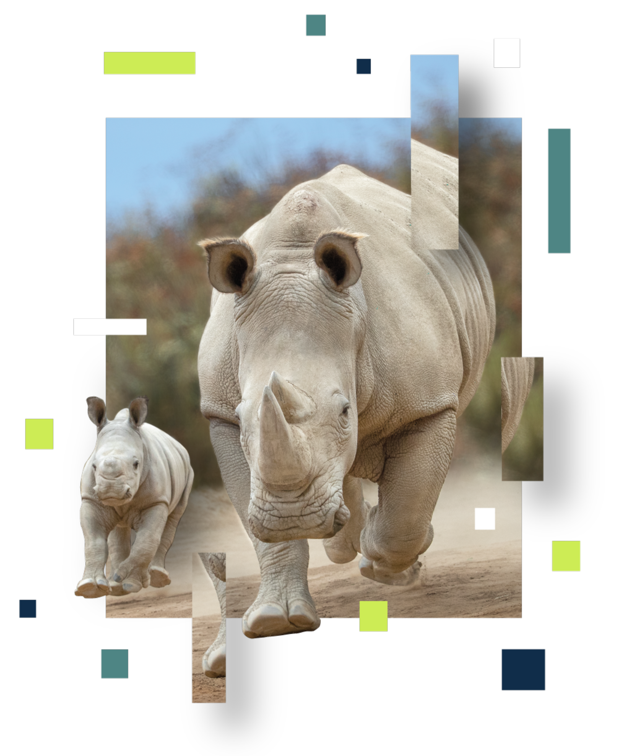 rhinos